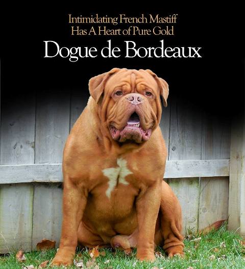 Dogue de bordeaux store sale