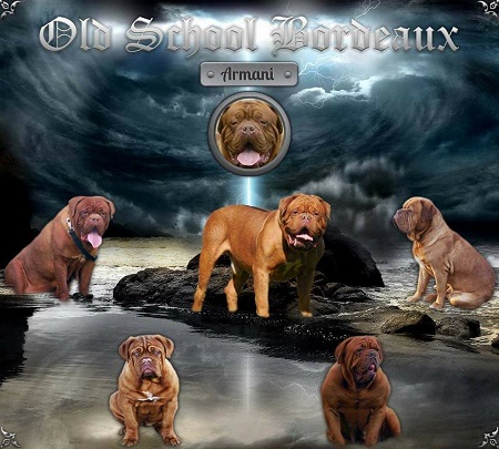 Dogue de bordeaux sales kennels